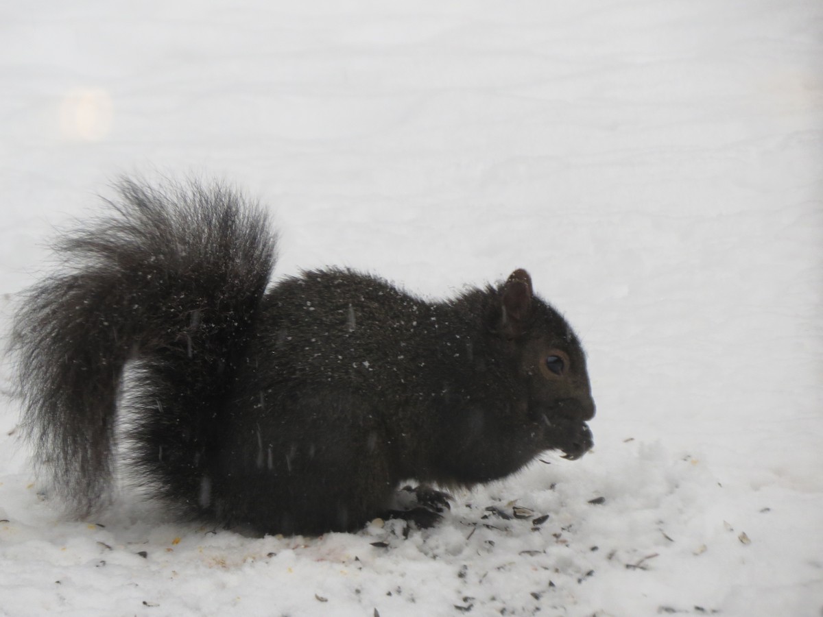 Animali - ML646721881