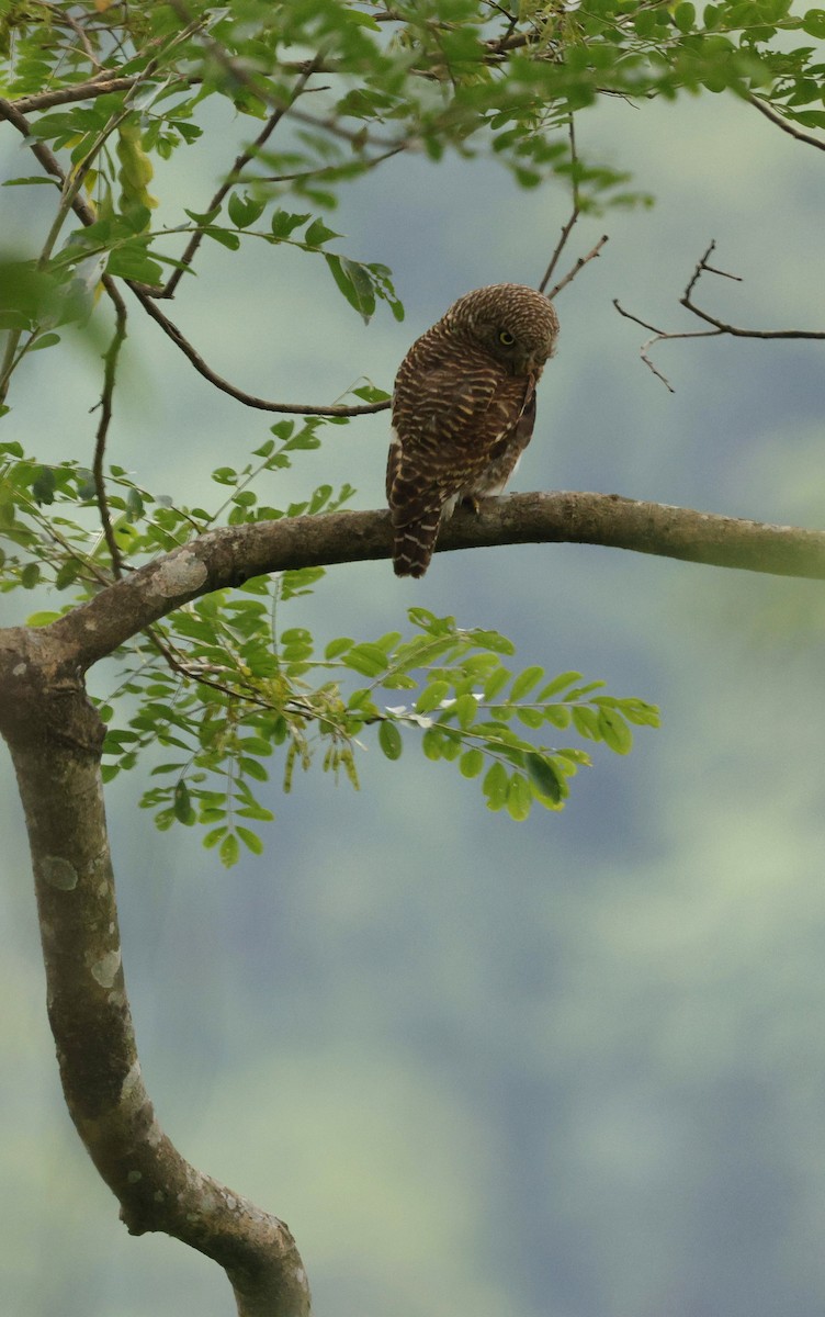 Asian Barred Owlet - ML646721882
