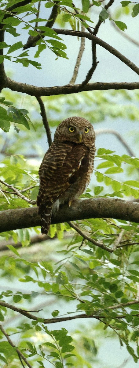 Asian Barred Owlet - ML646721883