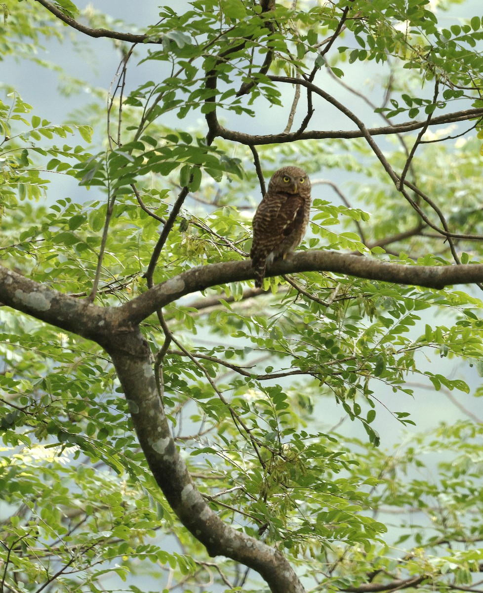 Asian Barred Owlet - ML646721884