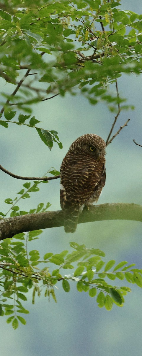 Asian Barred Owlet - ML646721885