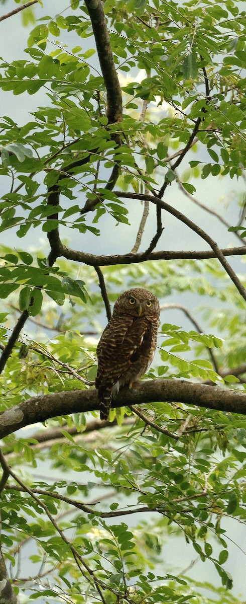 Asian Barred Owlet - ML646721886