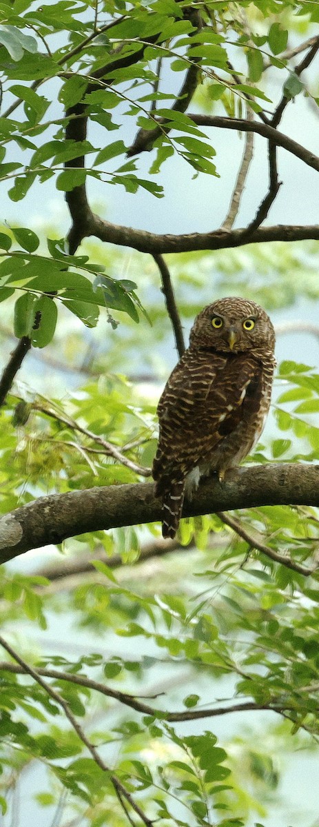 Asian Barred Owlet - ML646721887