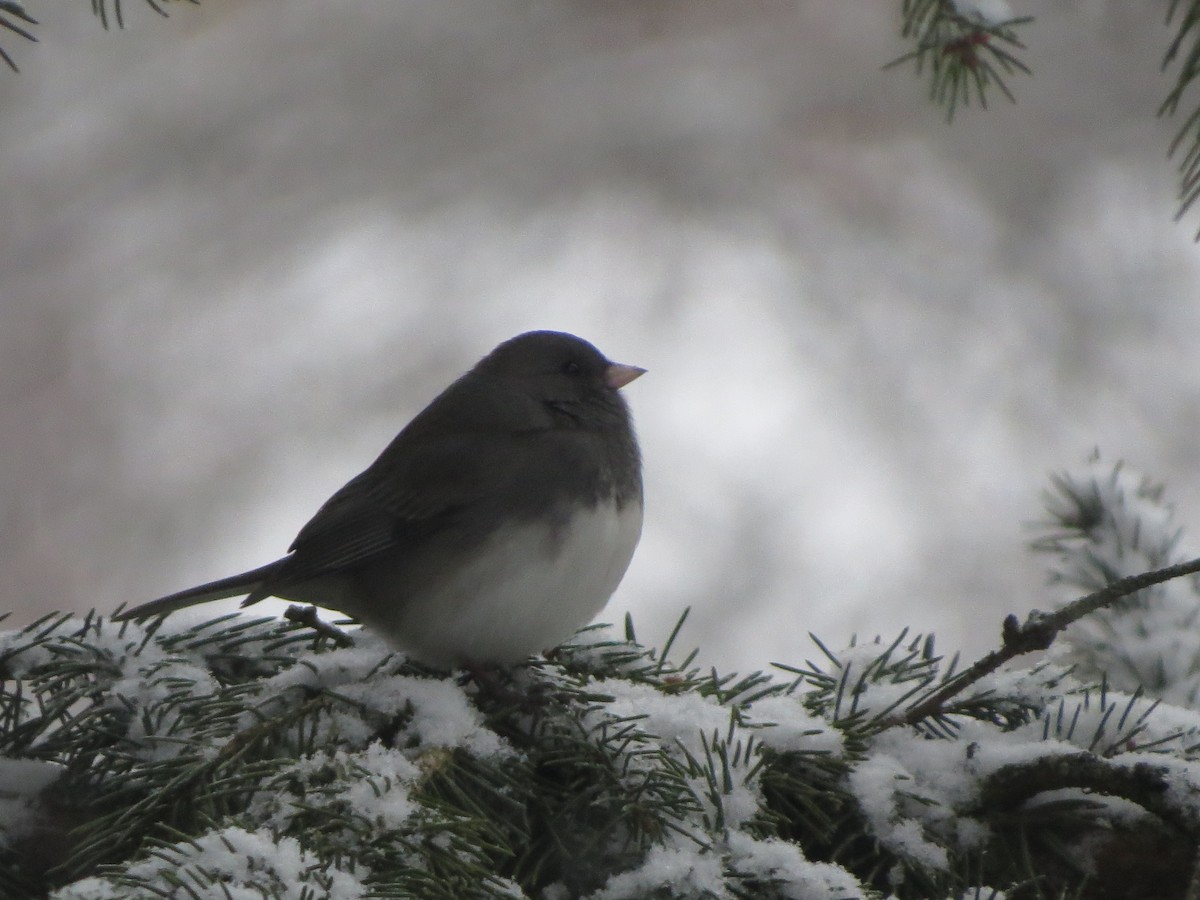 Dark-eyed Junco - ML646721889