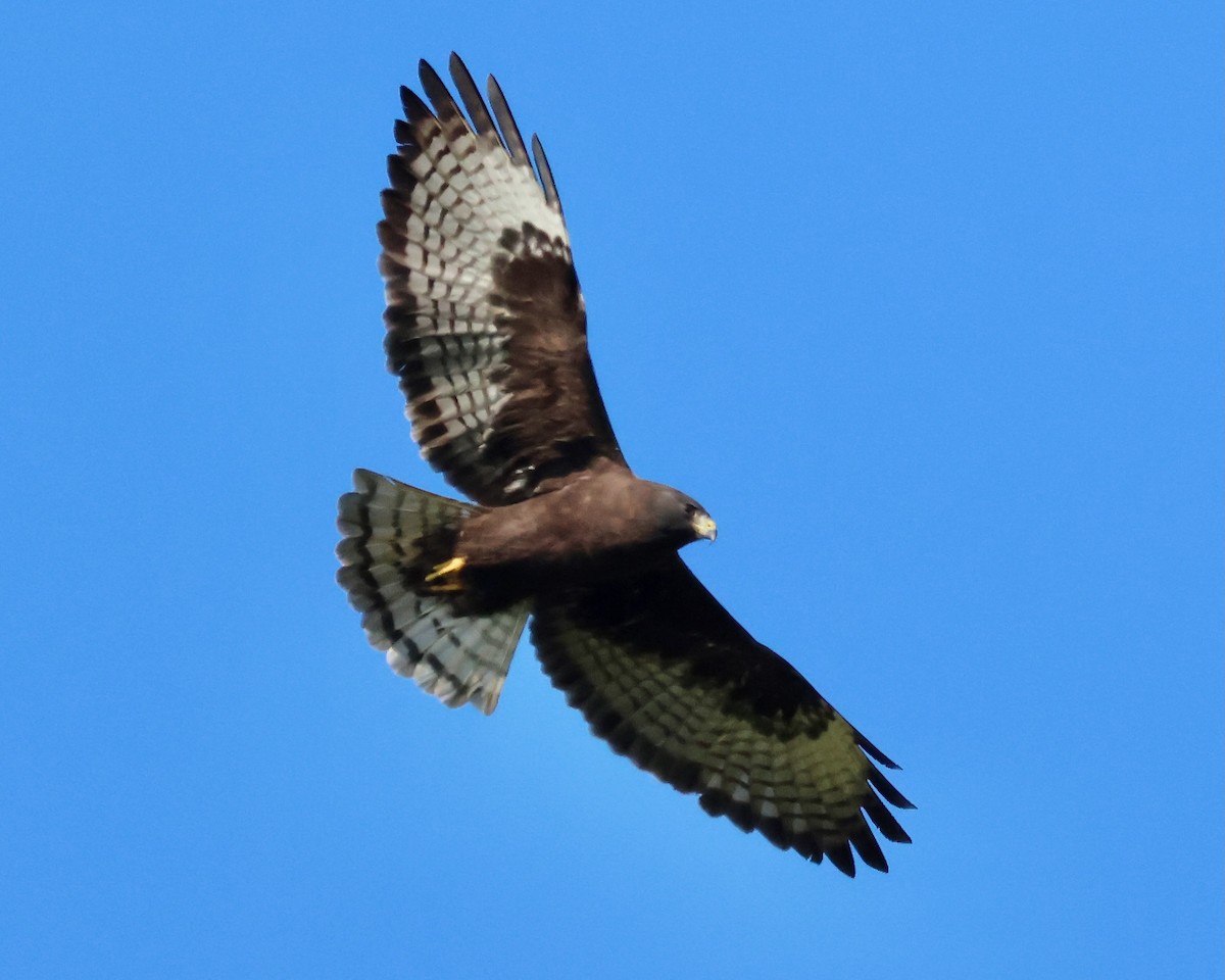 Short-tailed Hawk - ML646721890