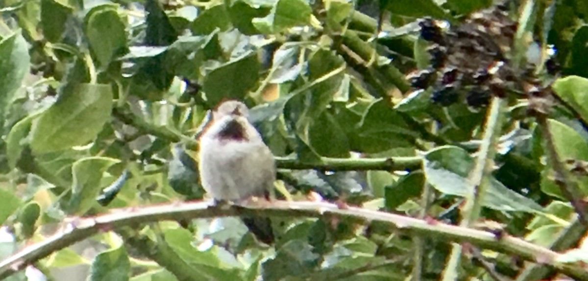 Anna's Hummingbird - ML646721891