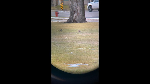 Pic flamboyant (hybride forme dorée x rosée) - ML646721893