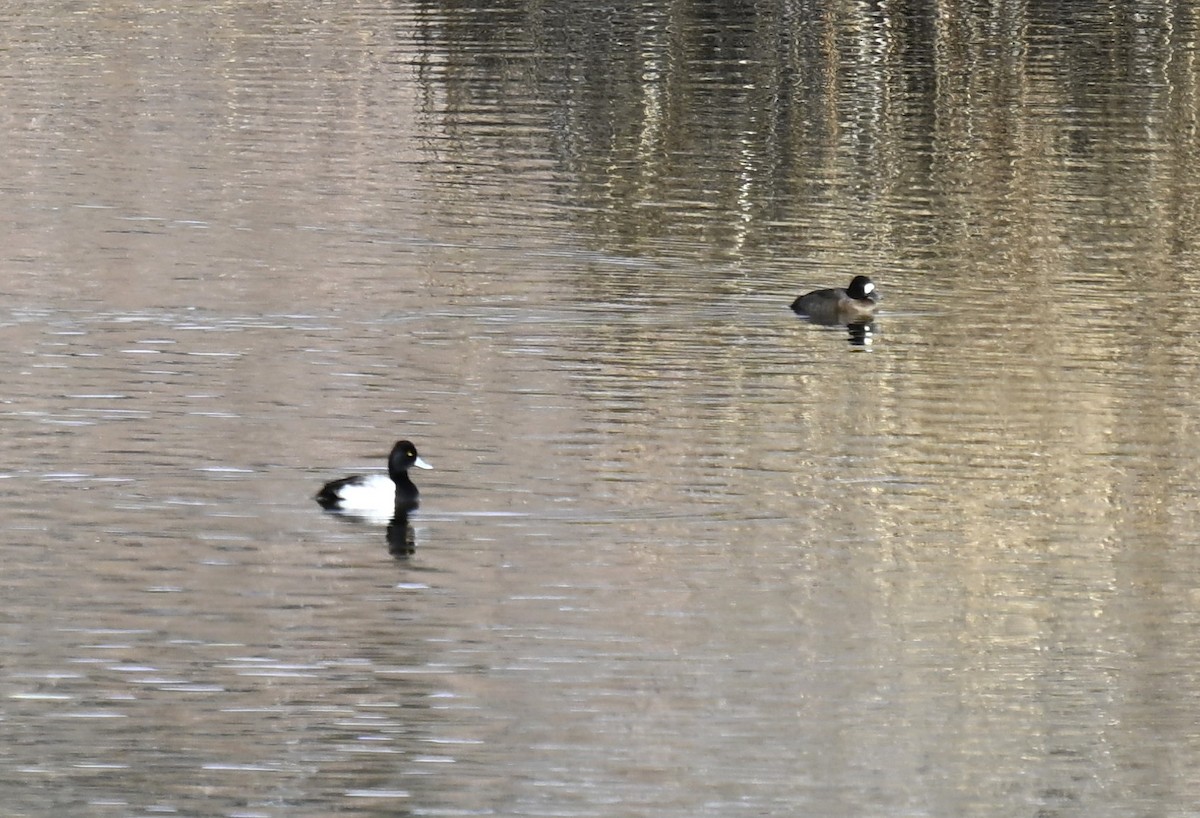 Murgilari txikia - ML646721894