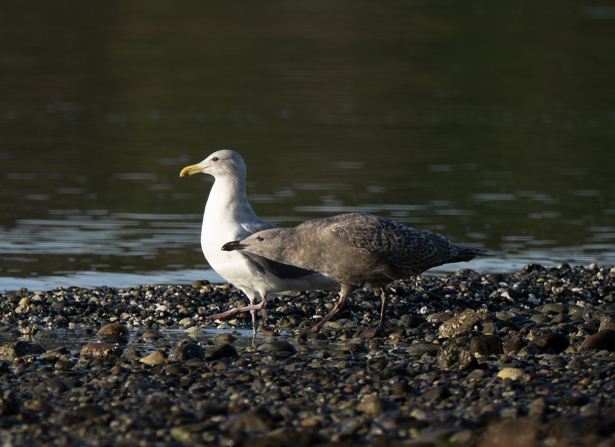 Glaucous-winged Gull - ML646721895