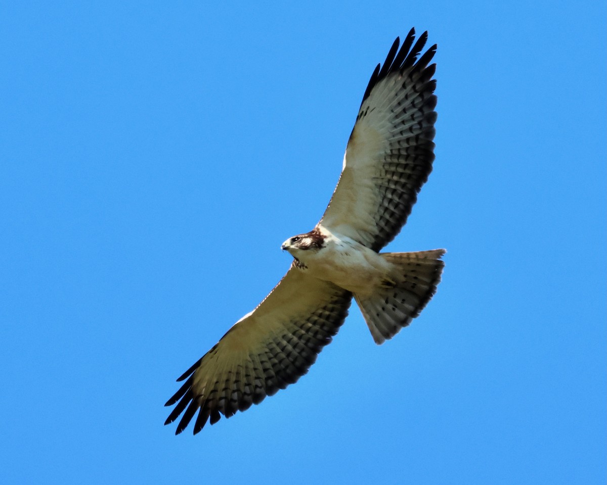 Short-tailed Hawk - ML646721896