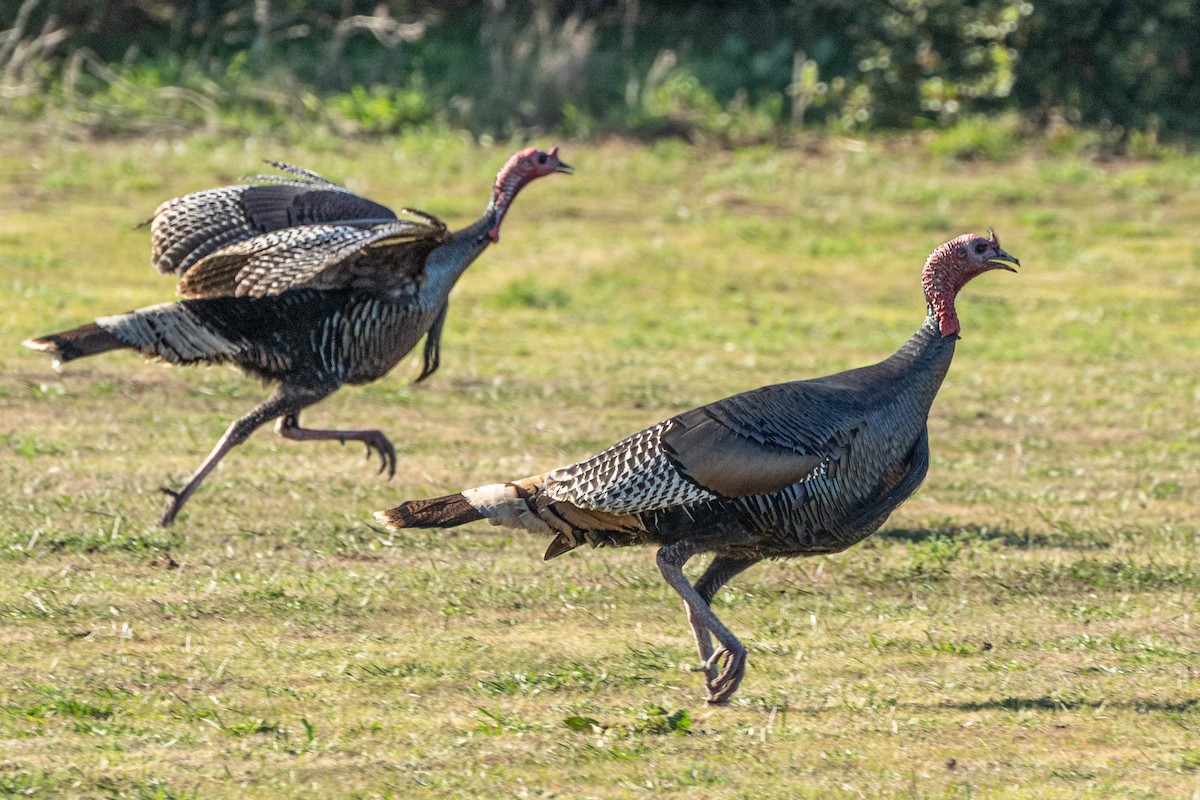 Tacchino selvatico - ML646721897