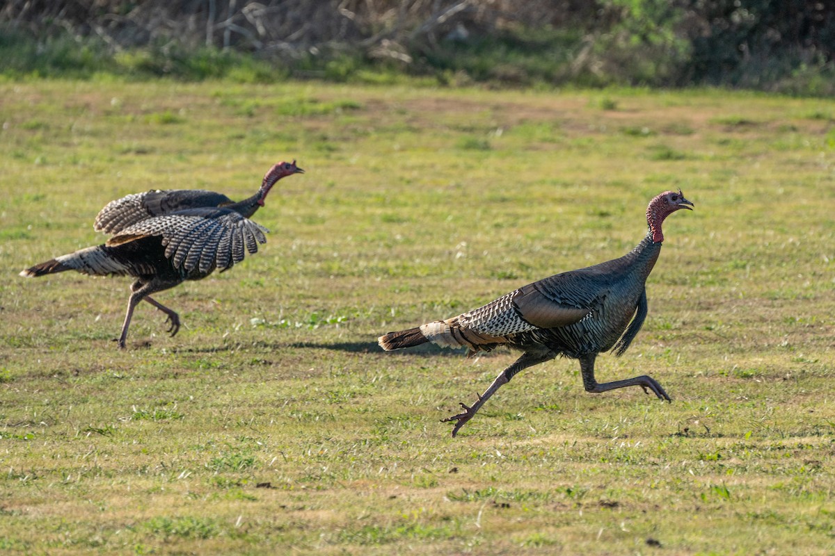 Tacchino selvatico - ML646721898