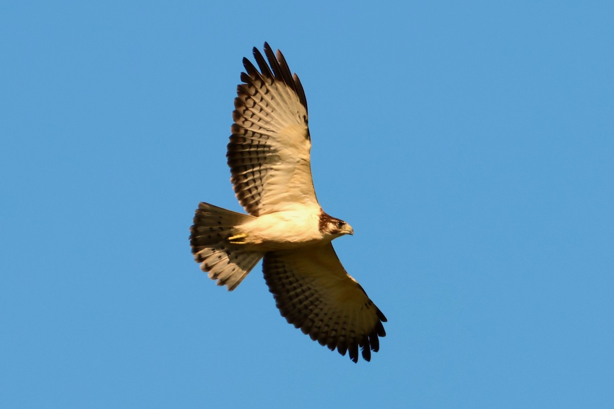 Kısa Kuyruklu Şahin - ML646721900