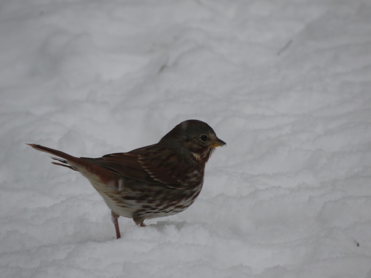 Passerella variabile - ML646721903