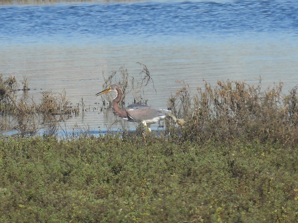 Tricolored Heron - ML646721904