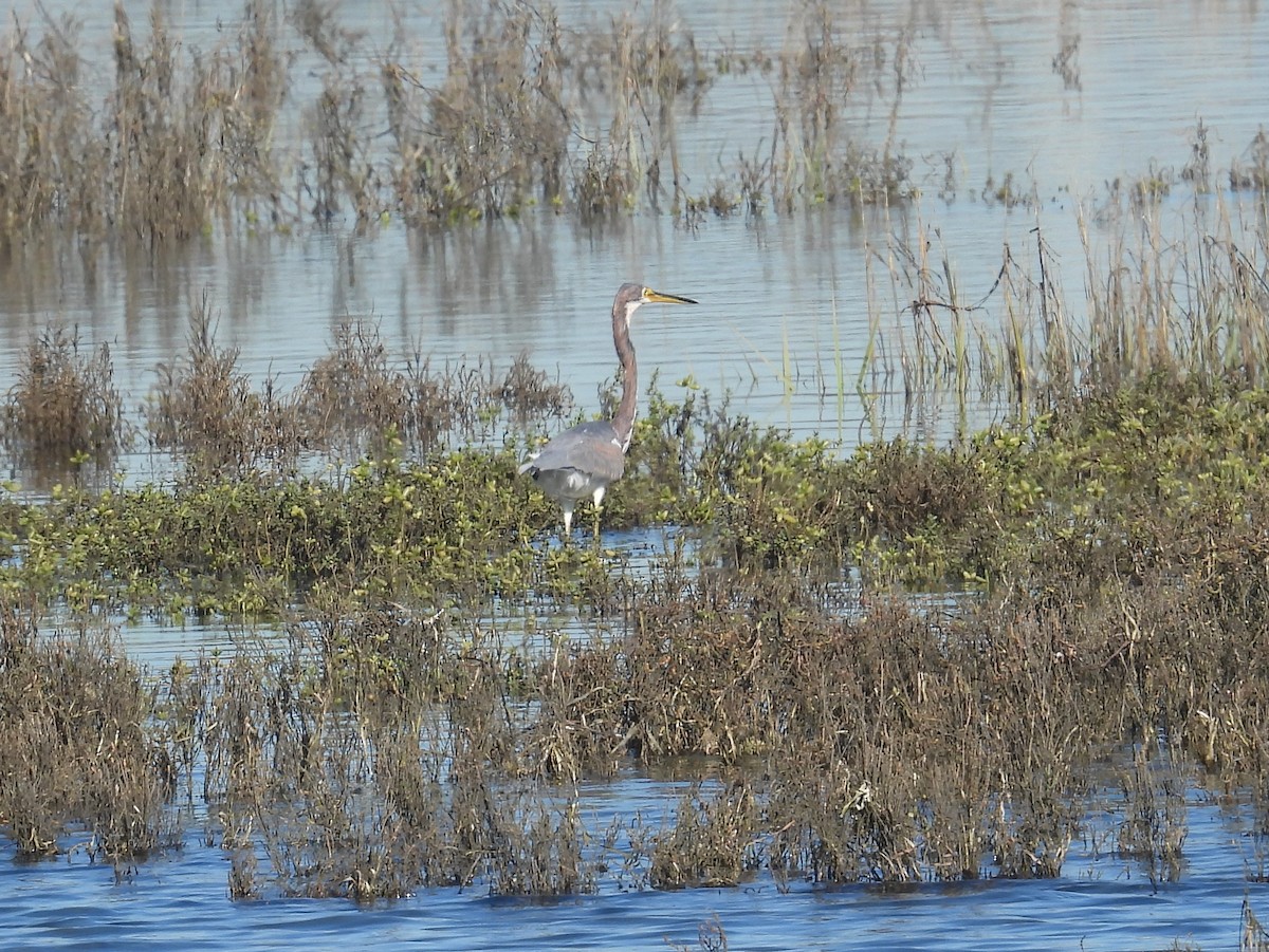 Tricolored Heron - ML646721909