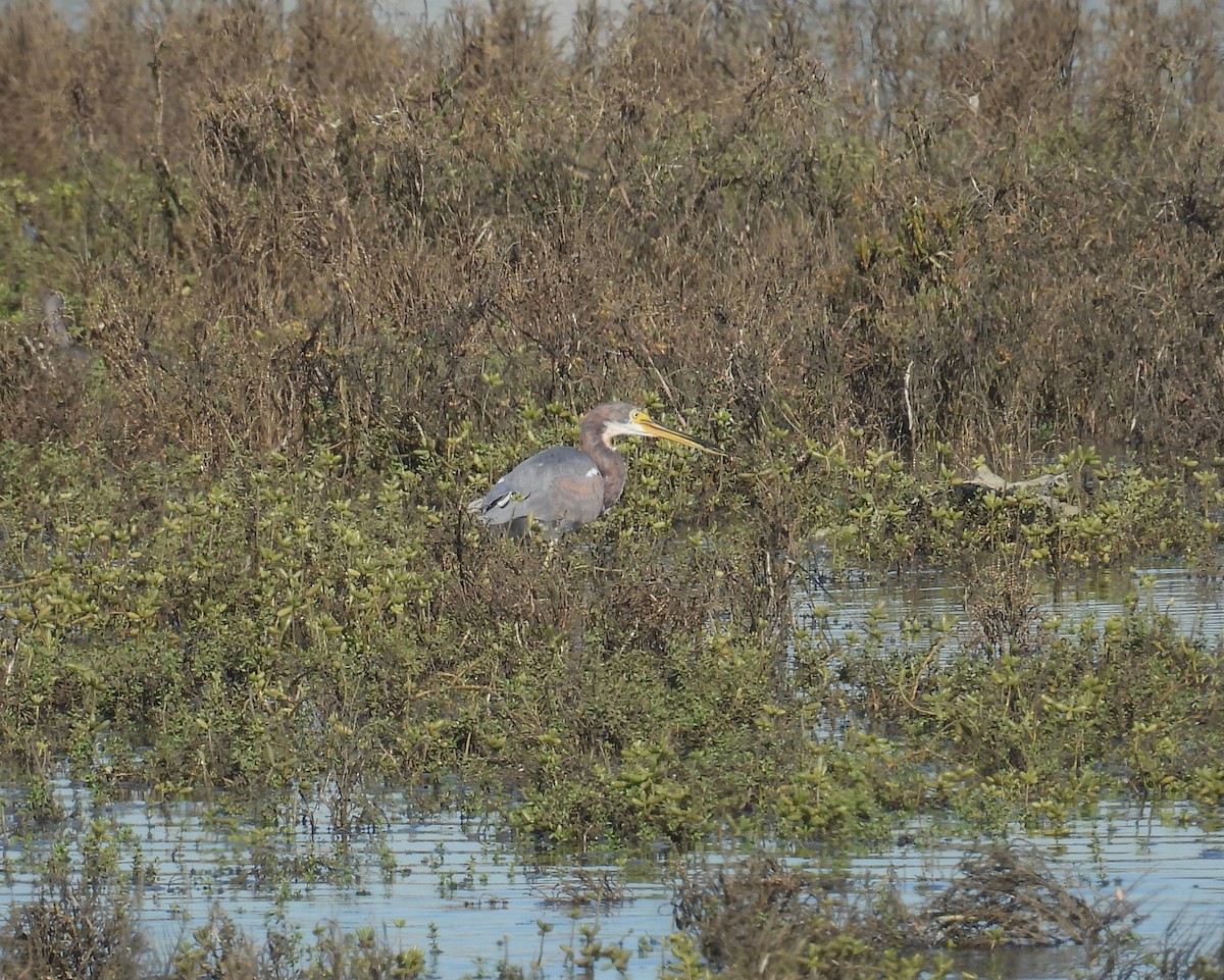 Tricolored Heron - ML646721915