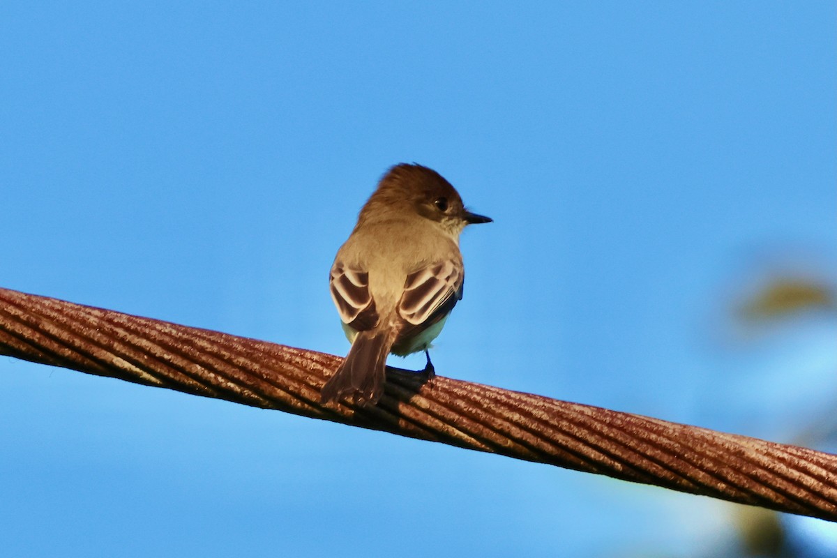 Ak Karınlı Fibi - ML646721916