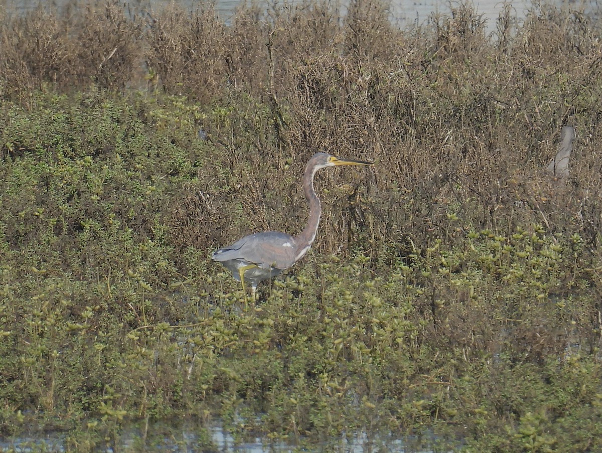 Tricolored Heron - ML646721917