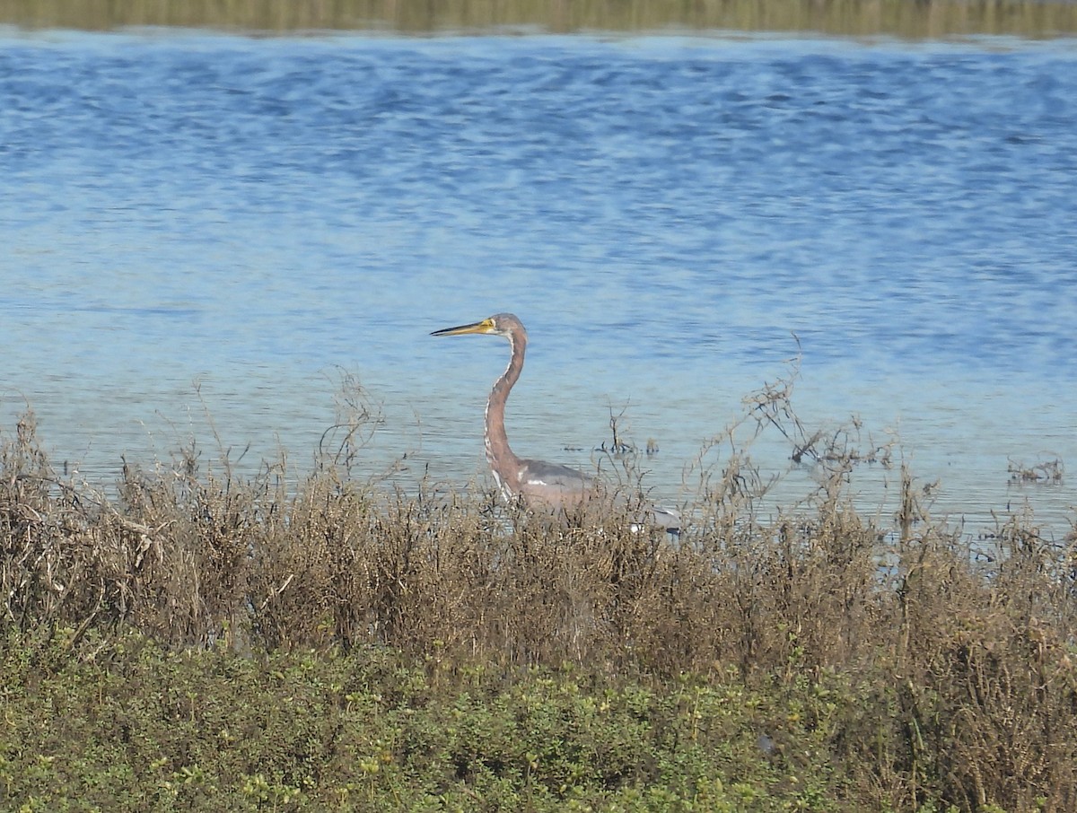 Tricolored Heron - ML646721918