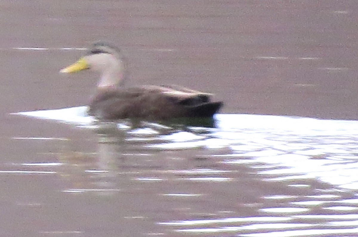 American Black Duck - ML646721919