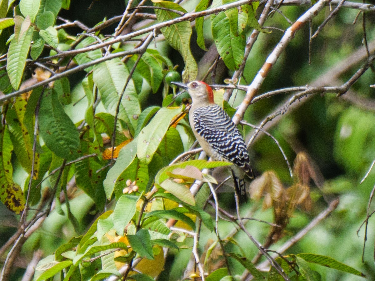 シロビタイシマセゲラ - ML646721927