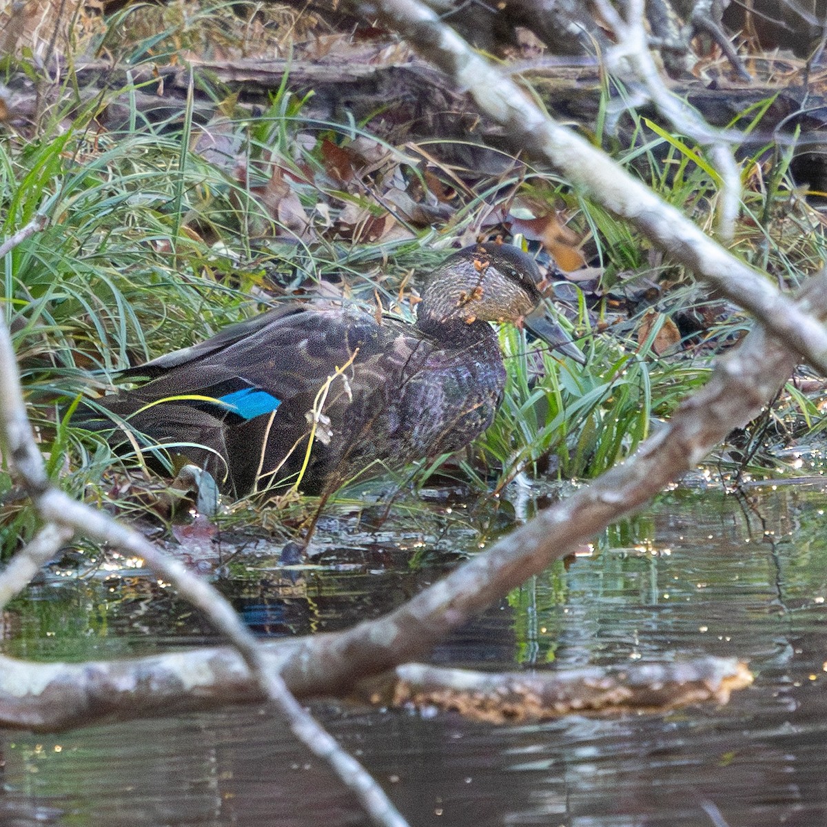アメリカガモ - ML646721928