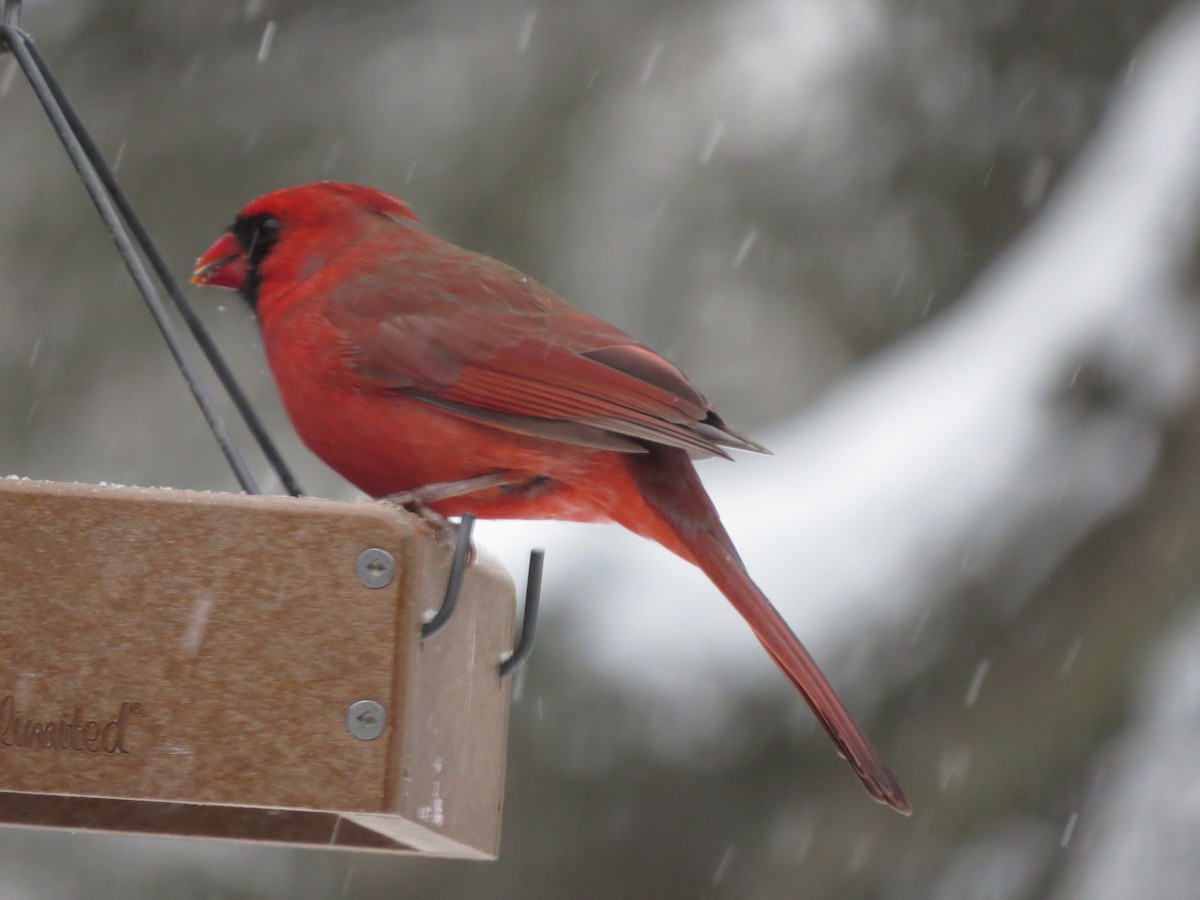 Northern Cardinal - ML646721930