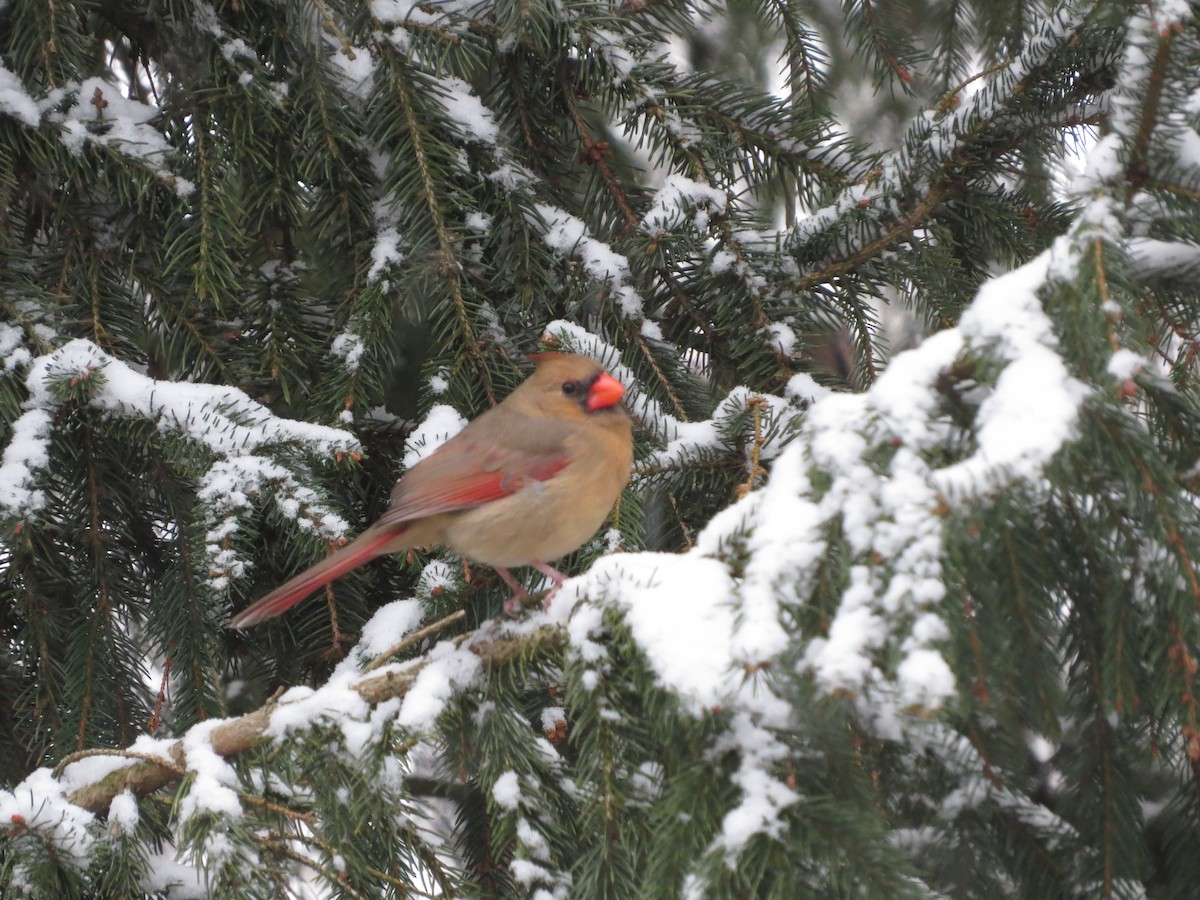 Northern Cardinal - ML646721931