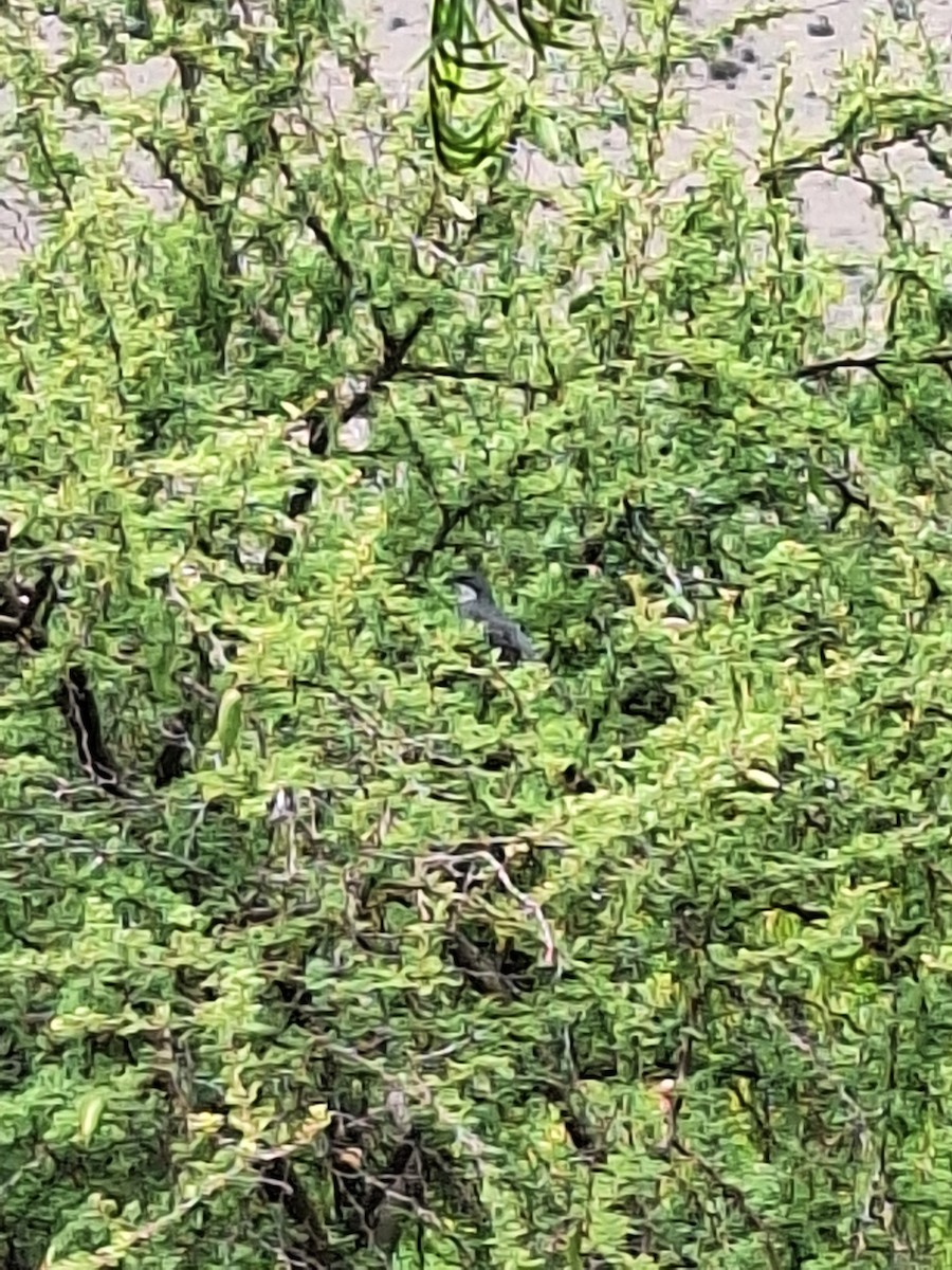 Діука південна - ML646721932