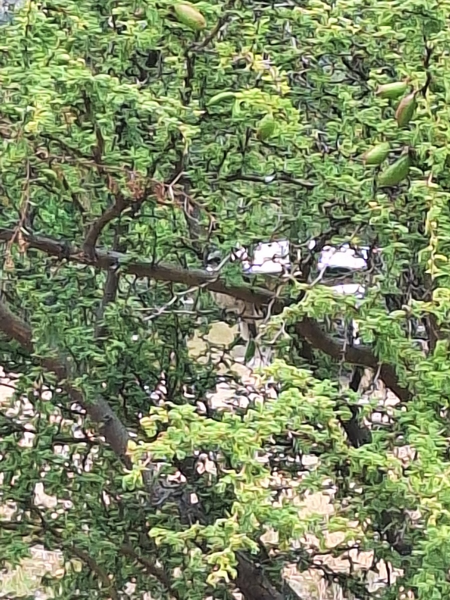 Діука південна - ML646721933