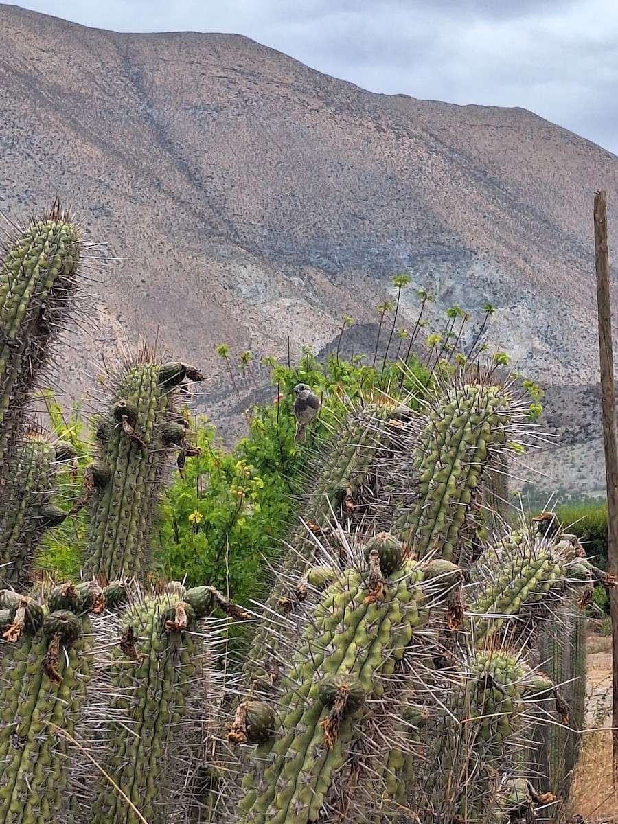 Діука південна - ML646721934