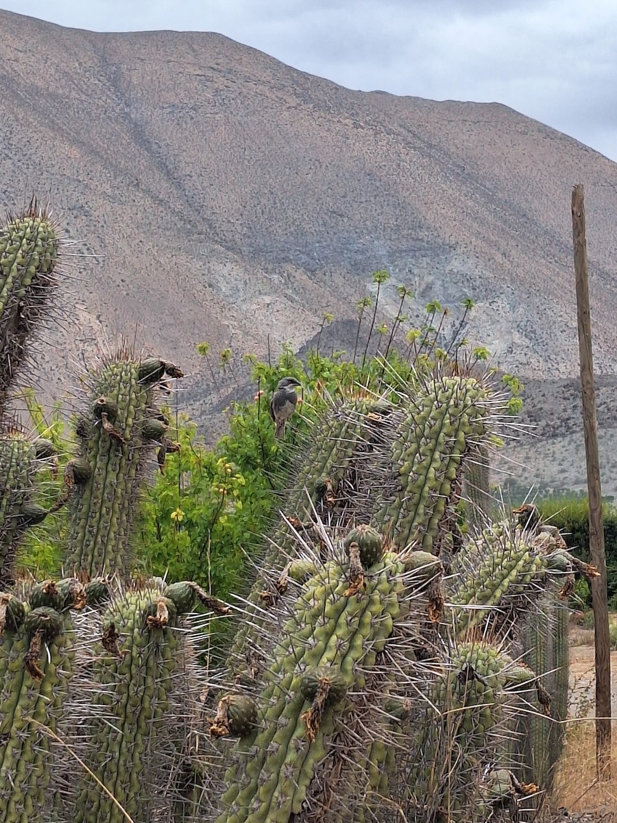 Діука південна - ML646721935