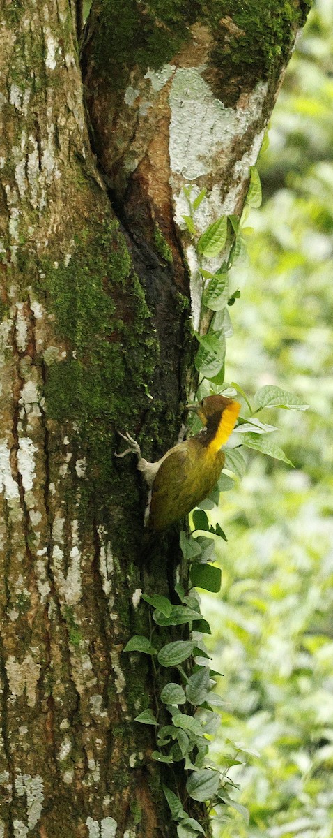 Greater Yellownape - ML646721936