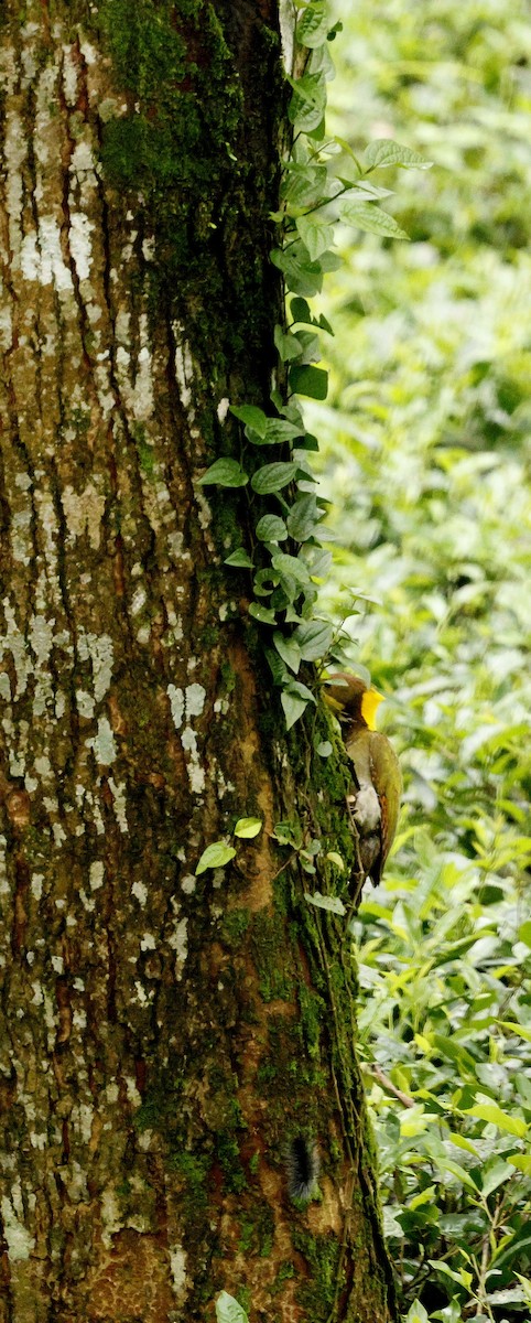 Greater Yellownape - ML646721937