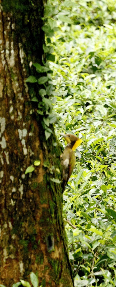 Greater Yellownape - ML646721938