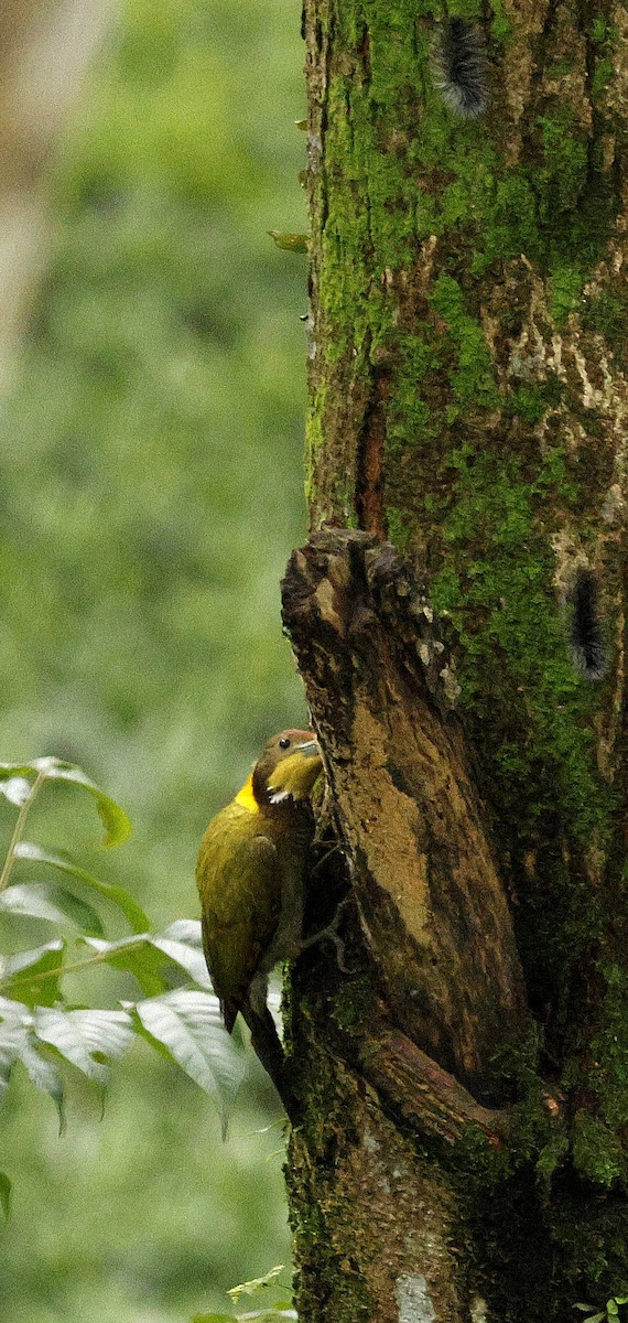 Greater Yellownape - ML646721939