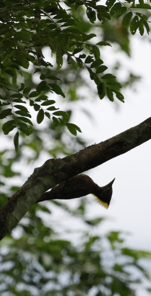 Greater Yellownape - ML646721940