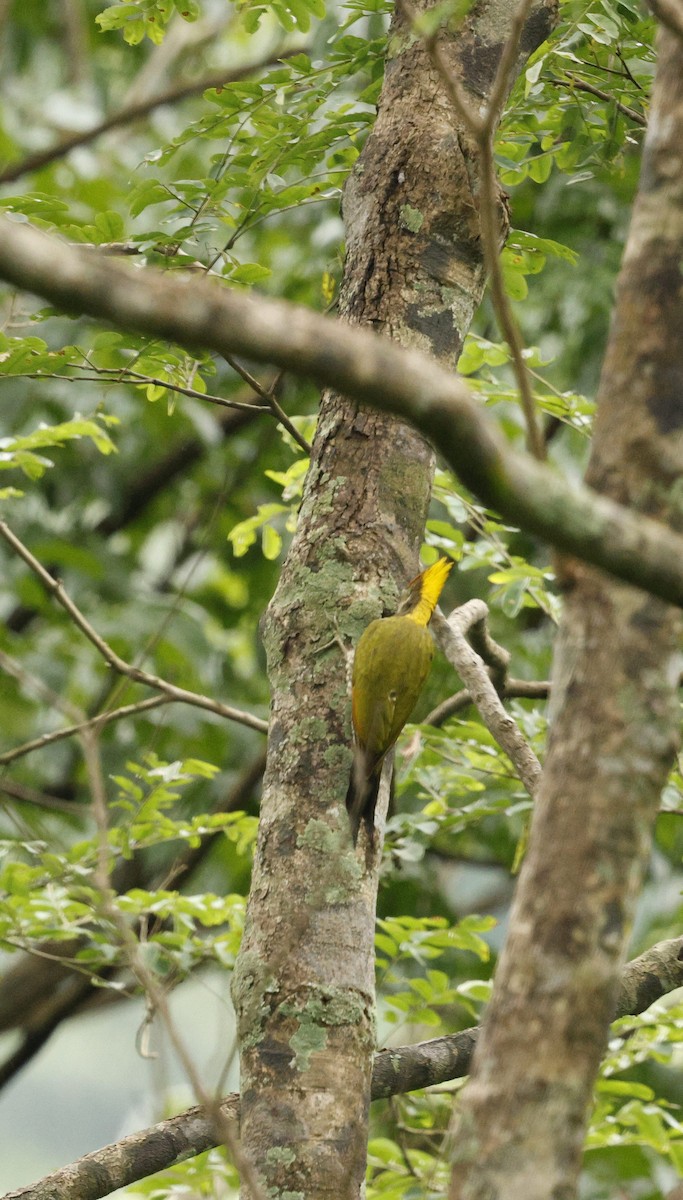 Greater Yellownape - ML646721941