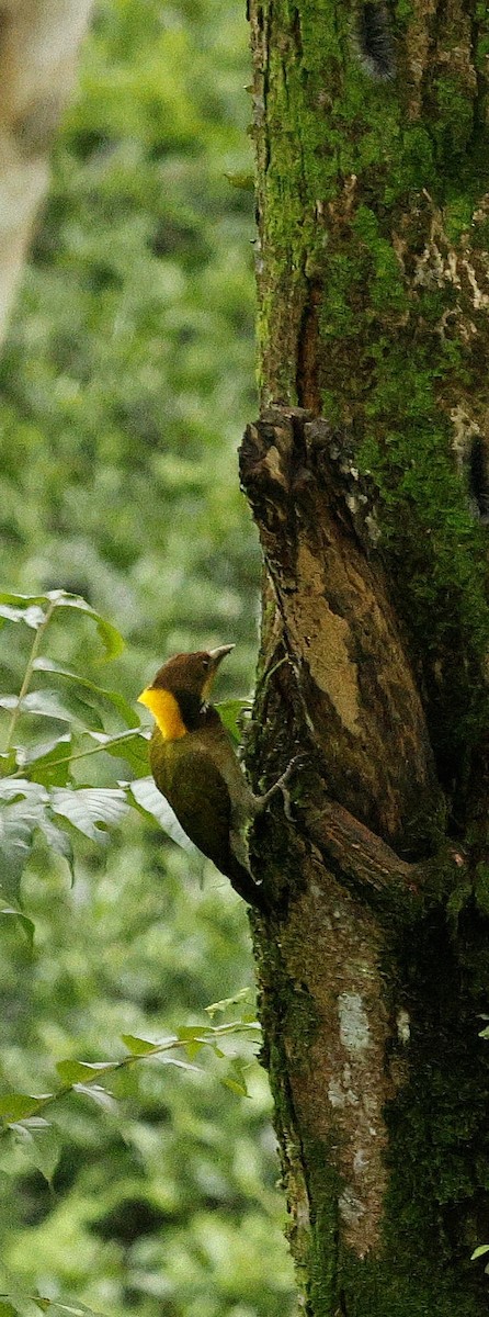 Greater Yellownape - ML646721942