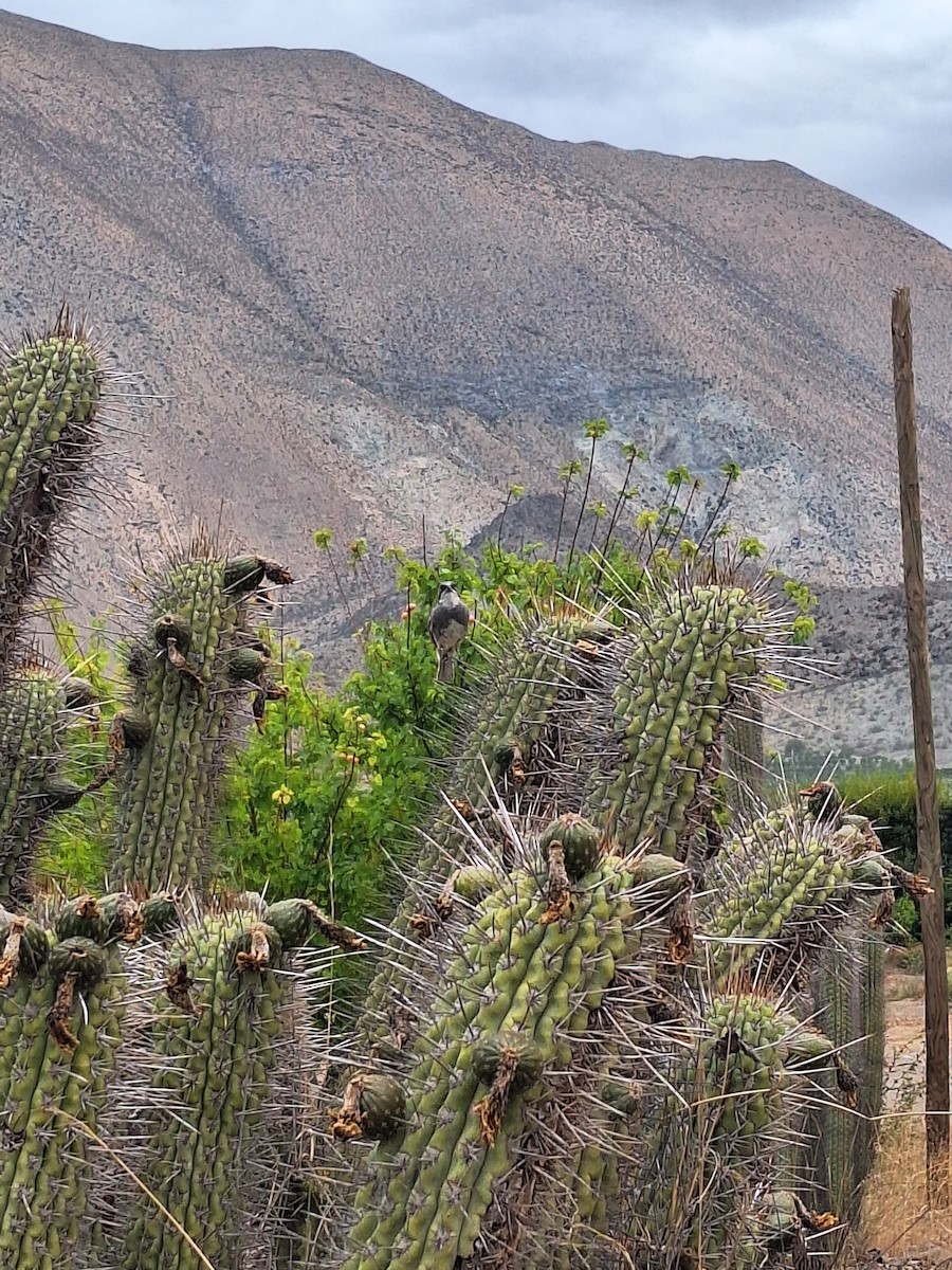 Діука південна - ML646721943