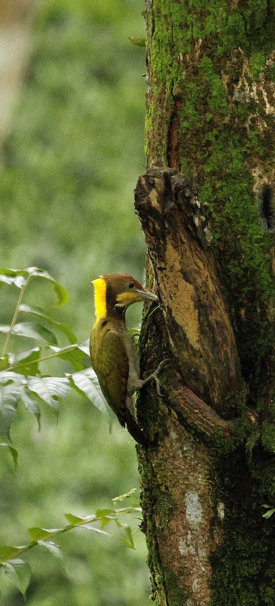 Greater Yellownape - ML646721944