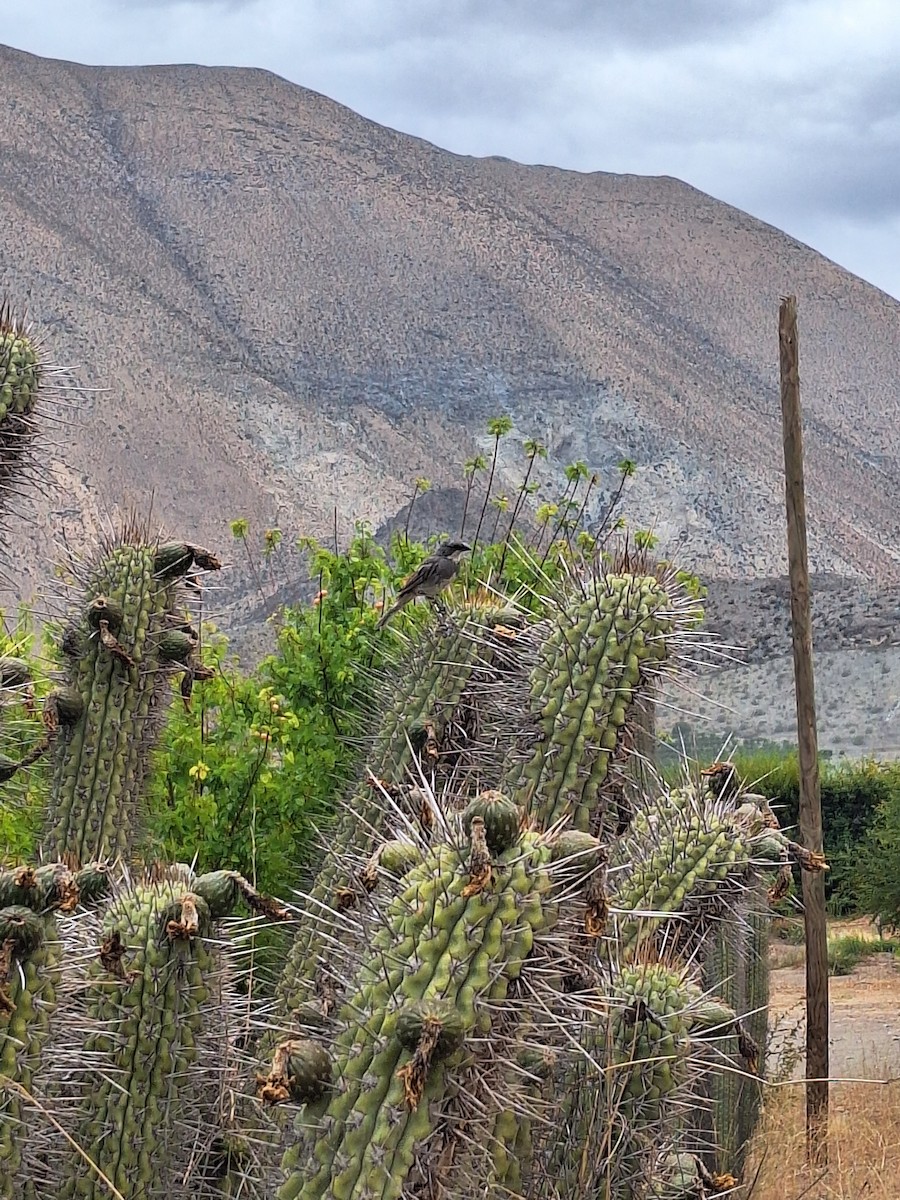 Діука південна - ML646721945