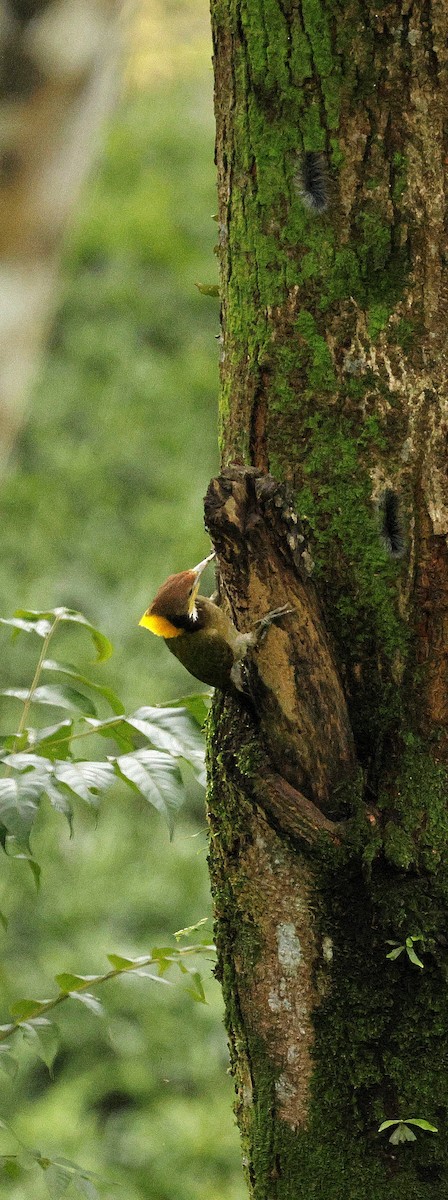 Greater Yellownape - ML646721946