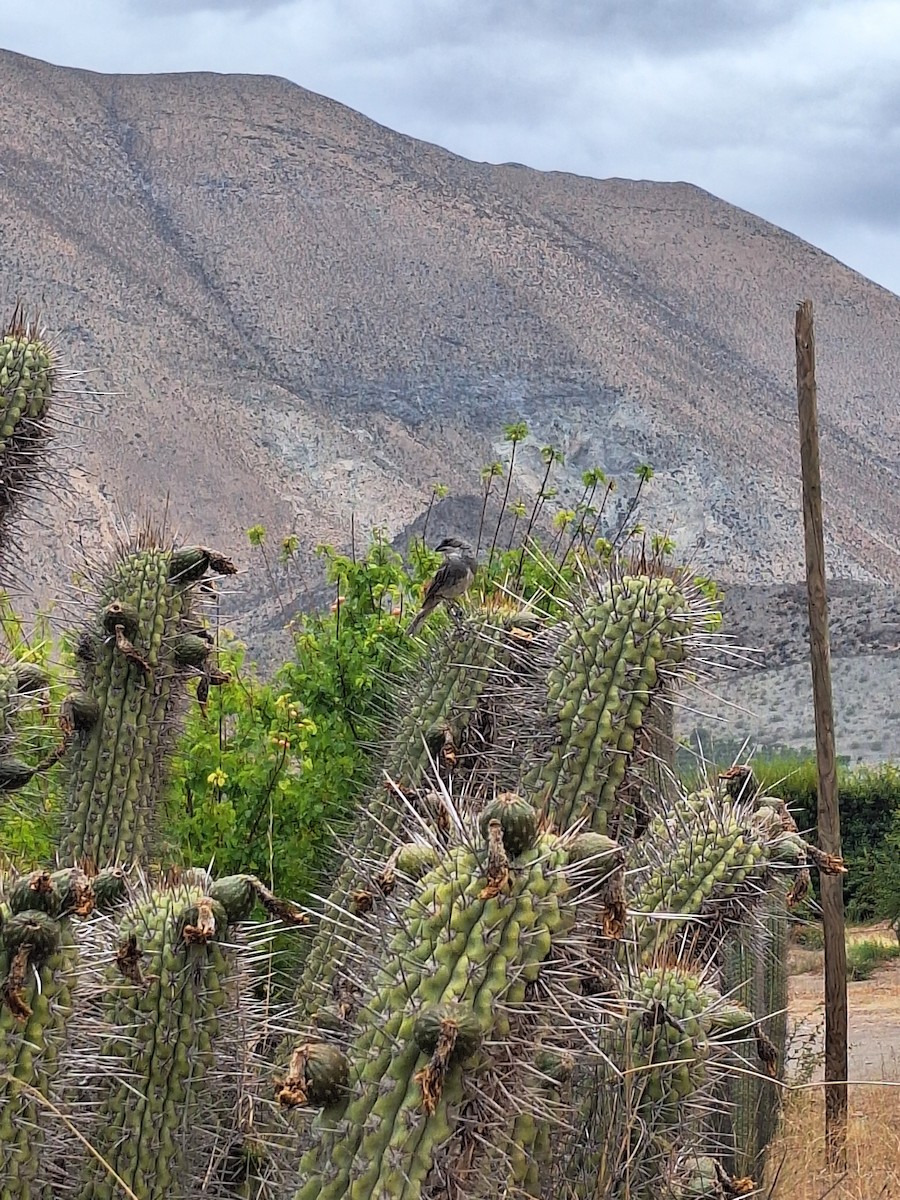 Діука південна - ML646721947