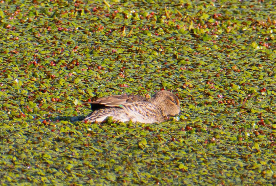 Green-winged Teal - ML646721948