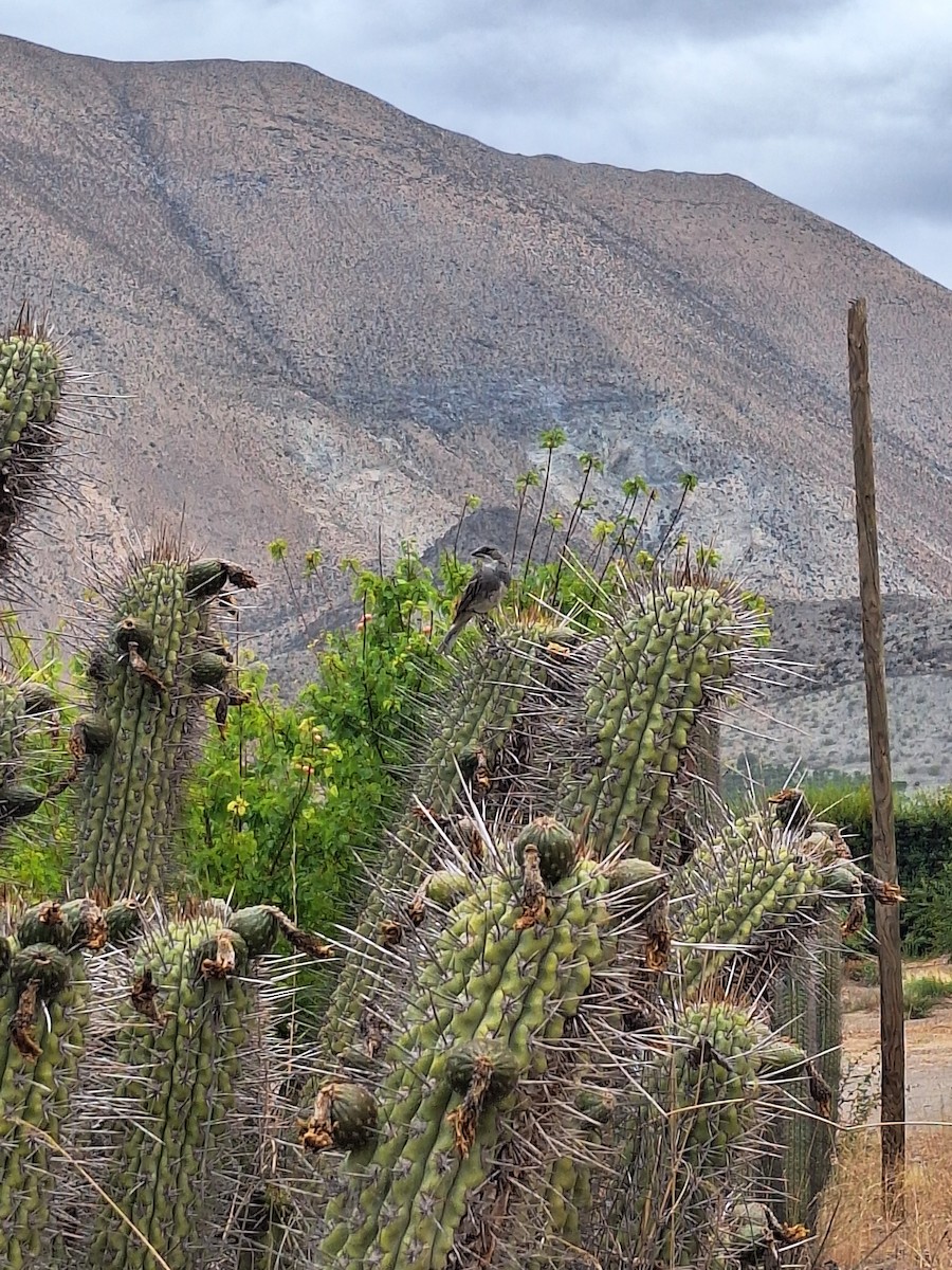 Діука південна - ML646721949