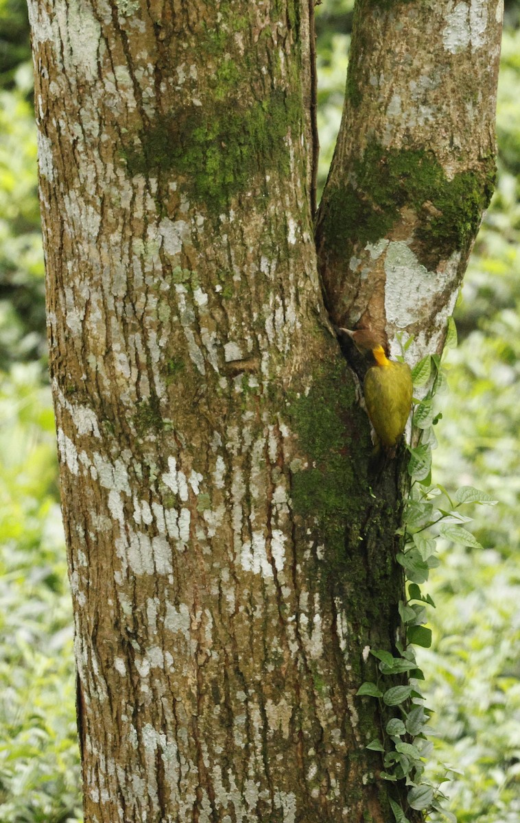 Greater Yellownape - ML646721950