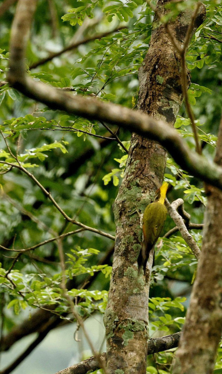 Greater Yellownape - ML646721951