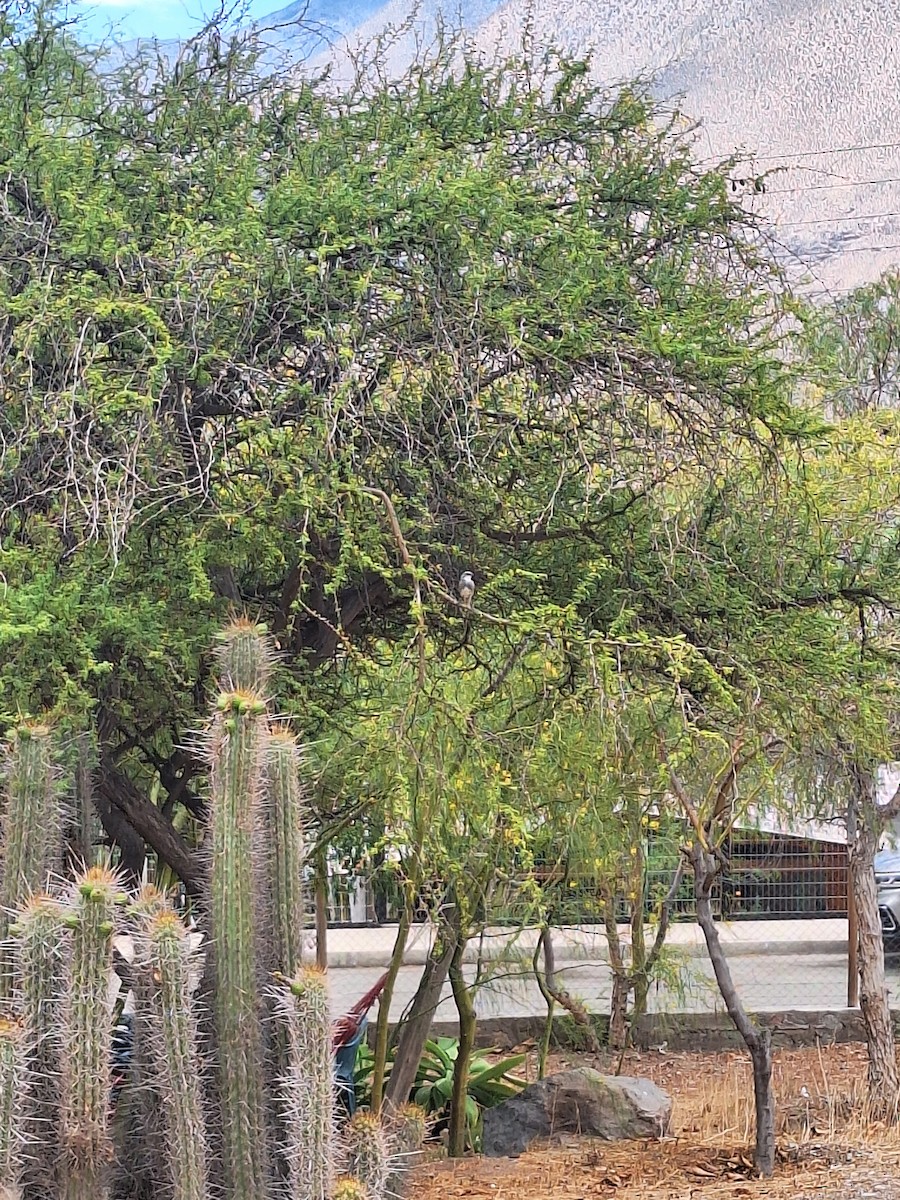 Діука південна - ML646721952